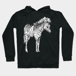 Cute Baby Zebra Hoodie